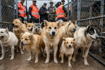 175 Dogs Rescue from Hoarders in Mississippi 2011: A Heartbreaking Tale of Survival